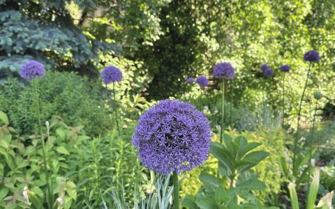 Īsts dārzs - galerija