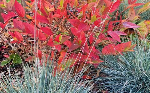 Īsts dārzs - galerija