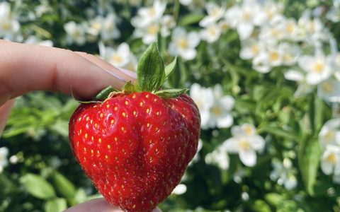 Īsts dārzs - galerija