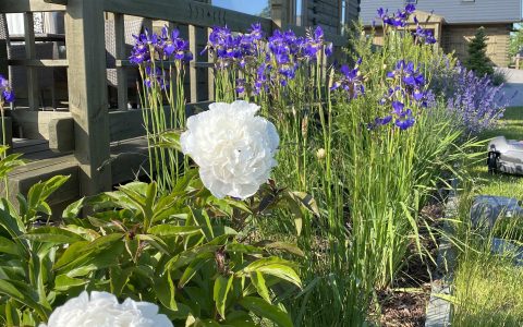 Īsts dārzs - galerija