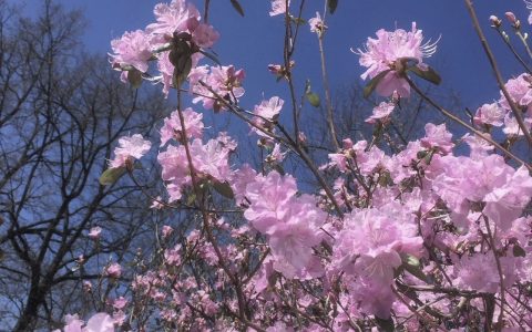 Īsts dārzs - galerija