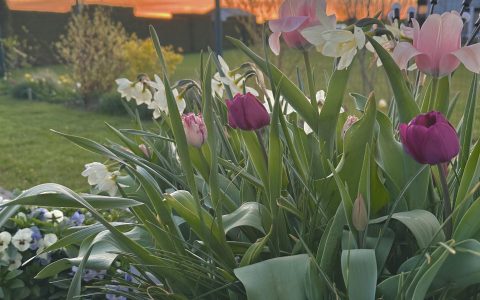 Īsts dārzs - galerija