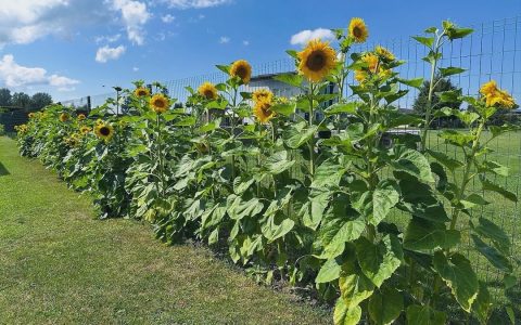 Īsts dārzs - galerija