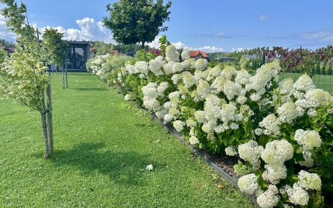 Īsts dārzs - galerija