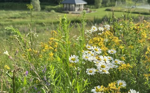 Īsts dārzs - galerija