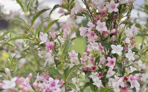 Īsts dārzs - galerija