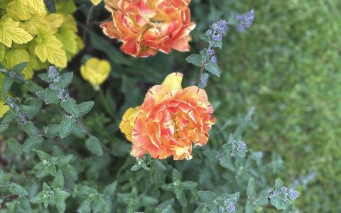 Īsts dārzs - galerija