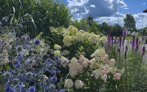 Īsts dārzs - galerija