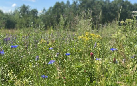 Īsts dārzs - galerija