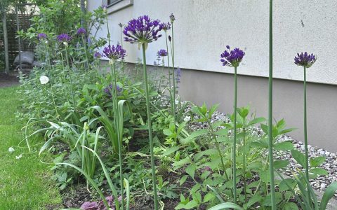 Īsts dārzs - galerija