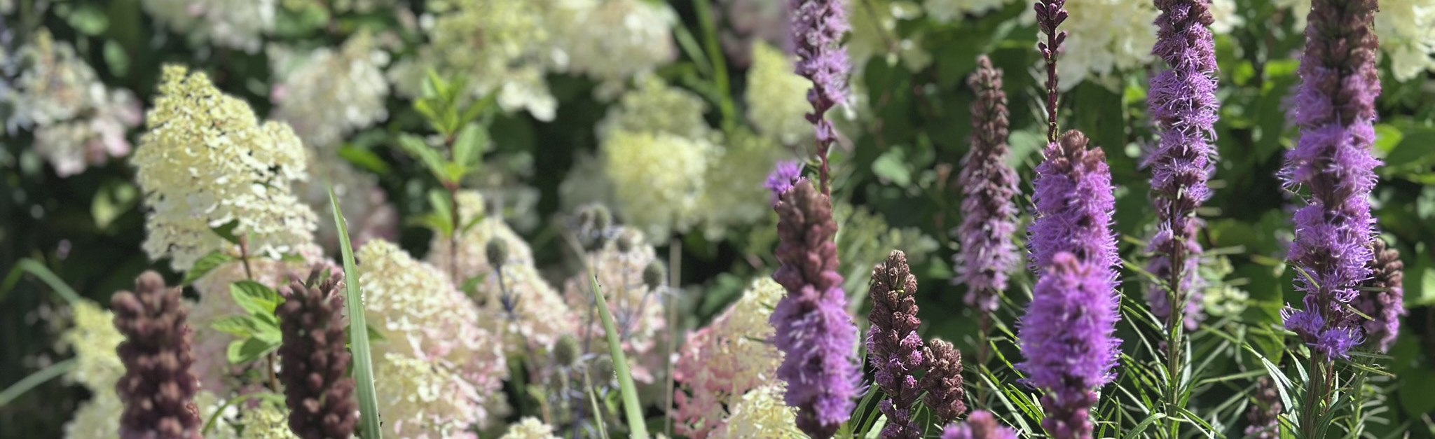 Par mums - Īsts dārzs